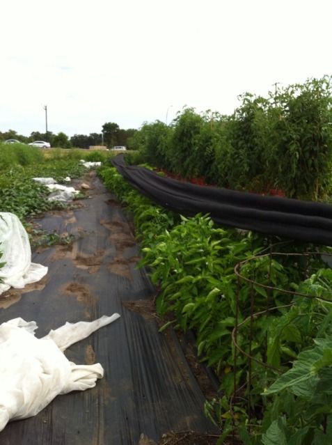  photo B23990DD-F4D9-4AA4-8E1E-0183D9FF7DD3-818-00000016E2B5FDBF_zps9cea05ef.jpg